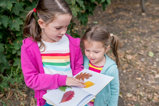 Two adorable girls collecting colorful leaves for a herbarium on a warm autumn day in the forest. Children exploring the outside nature.