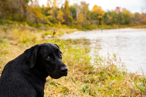 A young purebred labrador retriever sitting by a river.