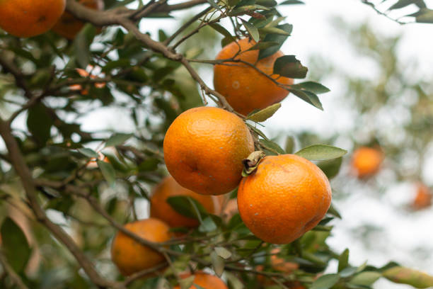 istock Orange on the tree and Orange garden. 1281061372