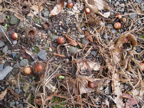 istock Dead leaves and acorns on the ground 1281062060
