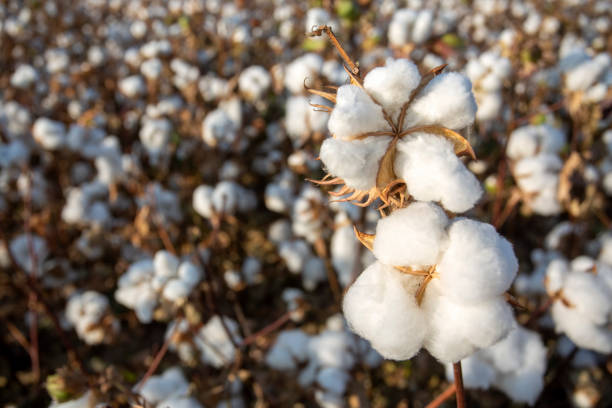 istock Cotton field agriculture, harvest (Turkey Izmir) 1281062147