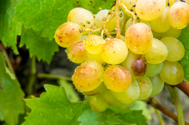 istock The grapes vineyard, agriculture (Turkey Izmir vineyards) 1281062800