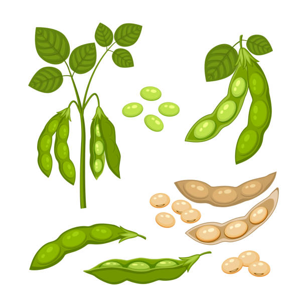 ilustrações, clipart, desenhos animados e ícones de conjunto de planta de soja com vagens maduras e folhas verdes, vagens marrons inteiras e meio verdes e secas, sementes de soja isoladas no fundo branco. - green pea illustrations