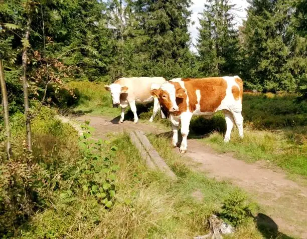 Cow in Forest