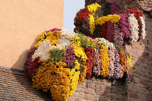 Colorful chrysanthemums hanging from a stone wall during the annual Chrysanthemum Festival in Lahr, Germany