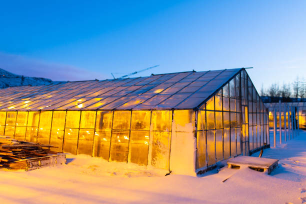 промышленные теплицы для выращивания растений в зимний период. - aeroponics стоковые фото и изображения