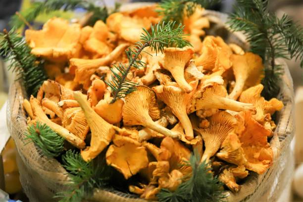 chanterelles mushrooms close-up of a basket of chanterelles mushrooms chanterelle edible mushroom gourmet uncultivated stock pictures, royalty-free photos & images