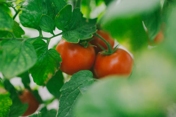 istock Tomatoes growing in greenhouse 1281067385