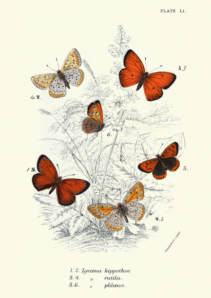 ilustrações, clipart, desenhos animados e ícones de borboletas, cobre de borda roxa, cobre pequeno e grande, impressão de arte - small copper butterfly