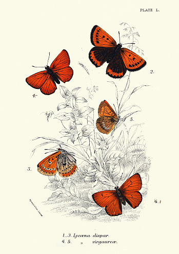 Vintage illustration of Butterflies, large copper (Lycaena dispar) and scarce copper (Lycaena virgaureae)