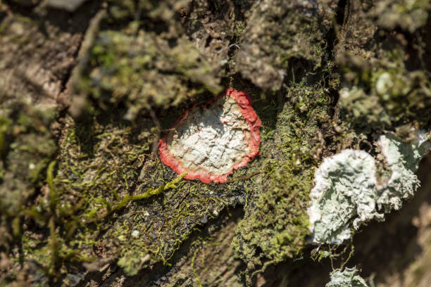 istock Round red and white lichen on oak bark 1281070005