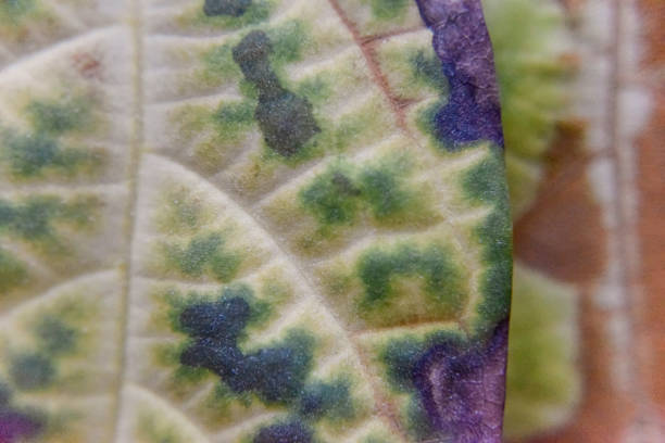 istock selective focus at the fallen avocado leaves with dried spots, studio shot 1281070122
