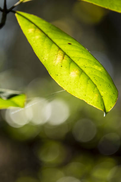 istock Backlit Magnolia leaf with heavily defocused woods in background 1281070557