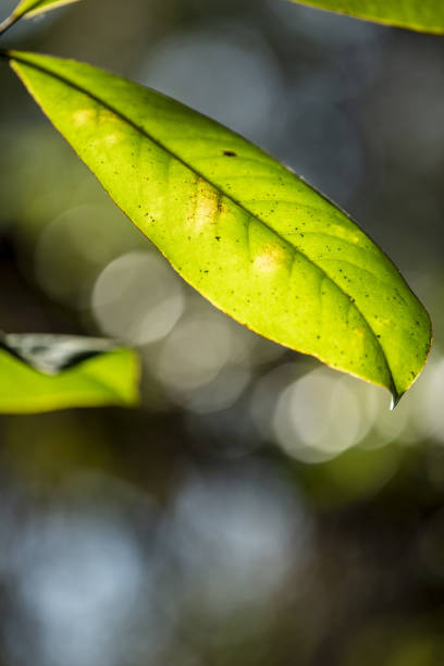 istock Backlit Magnolia leaf with defocused woods in background 1281070652