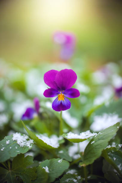 istock Flower of calendula under snow 1281071695