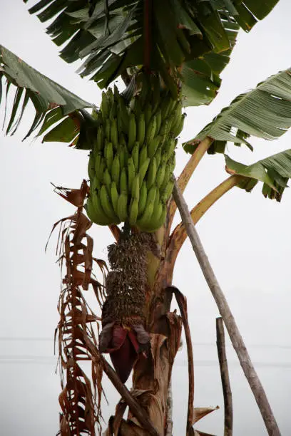 mata de sao joao, bahia / brazil - october 18, 2020: banana fruit plantation on a farm in the rural area of the city of Mata de Sao Joao.