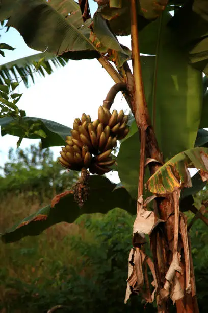 mata de sao joao, bahia / brazil - october 18, 2020: banana fruit plantation on a farm in the rural area of the city of Mata de Sao Joao.