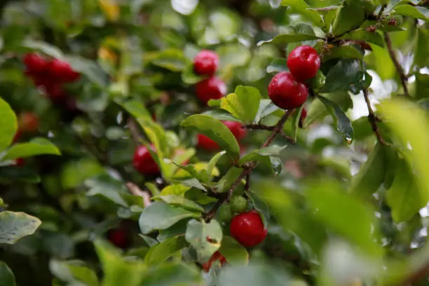 mata de sao joao, bahia / brazil - october 18, 2020: acerola fruit plantation on a farm in the rural area of the city of Mata de Sao Joao.