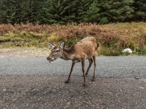 istock Lonely Doe Of Glencoe. 1281072194