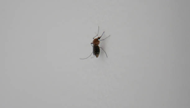 istock mosquito in residence 1281072215