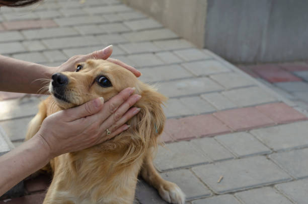 istock Female hands caress a small red mixed breed dog 1281073852