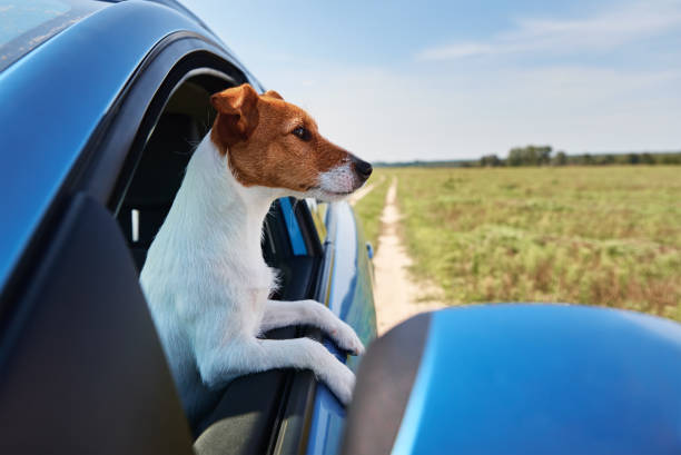 istock Dog looking out of car window. 1281074011