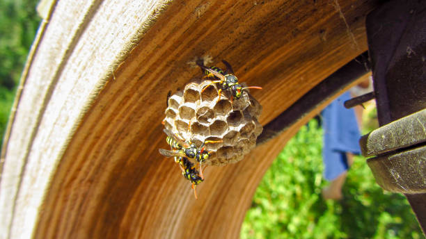 istock Wasps swarm on their paper nest as it hangs from an outdoor structure. 1281076186