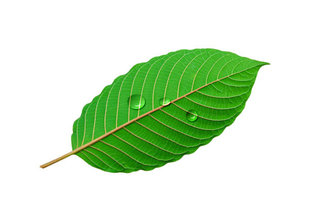 istock Tropical green leaf with drop water isolated on white background 1281076660