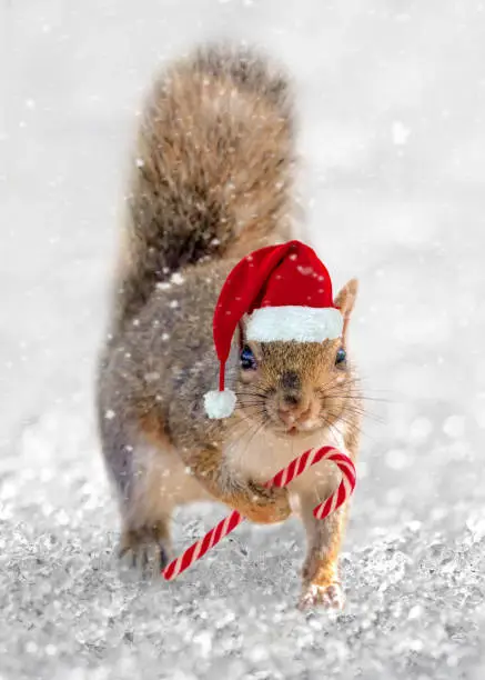 Photo of Squirrel Santa. Cute squirrel with a Christmas hat and a tiny candy cane in the snow. Animal fun holiday greeting card.