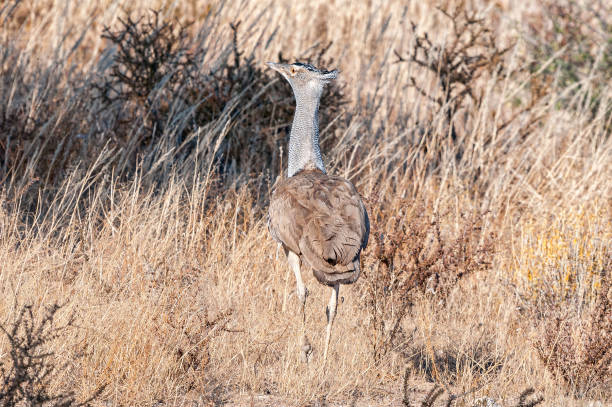 istock Kori Bustard, Ardeotis kori, walking in grass 1281077505