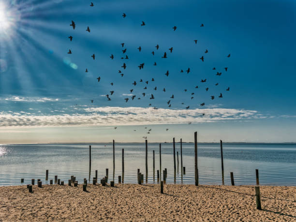 polen an der öffentlichen strandpromenade hjerting in esbjerg, dänemark - esbjerg stock-fotos und bilder