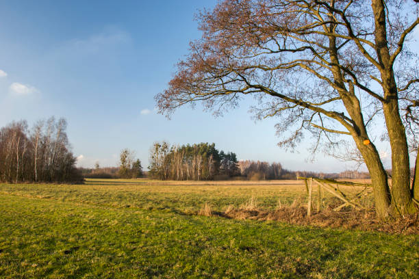 istock Large tree in the meadow and blue sky 1281078993