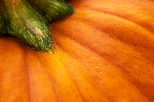 Macro image of pumpkin with green stem