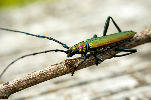 Leptura quadrifasciata, the spotted longhorn beetle, is a species of beetle in the family Cerambycidae. It was described by Carl Linnaeus in his landmark 1758 10th edition of Systema Naturae. \nAdult beetles are 11–20 mm long, black with four more or less continuous transverse yellow bands. In extreme cases the elytra may be almost entirely black. It is found throughout the Northern and Central Palaearctic region. \nLarvae make meandering galleries in various trees, including oak, beech, birch, willow, alder, elder and spruce. The life cycle lasts two or three years.\nThe adults are very common flower-visitors, especially Apiaceae species, feeding on pollen and the nectar (source Wikipedia). \n\nThis is a common Species in the Netherlands on the described Habitats.