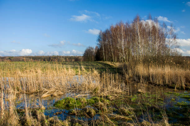 Moorland at the Dutch nature reserve \