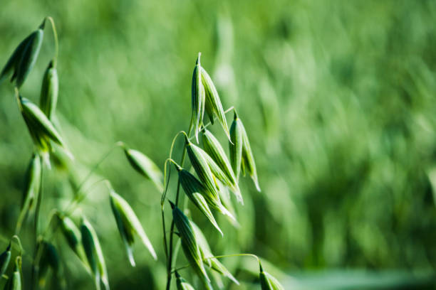 Green juicy oat spikelets on the field. Selective focus. Shallow depth of field.