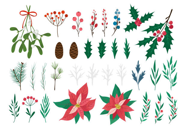 Set of winter plants - Holly, Poinsettia, Mistletoe, Cineraria. Traditional Christmas decoration. Leaves, berries, conifer, cone. Vector illustration isolated on white background. Flat cartoon design For Christmas or New Year greeting cards, posters, banners, invitations. cineraria stock illustrations