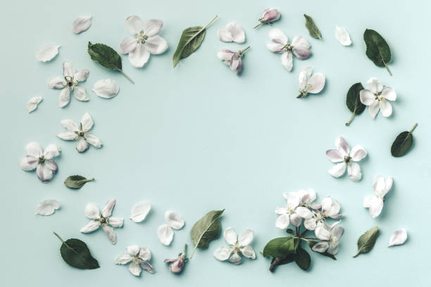 istock Frame with apple blossoms, spring flower background, top view, flat lay, frame. 1281082683