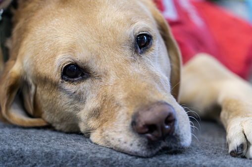 Cute sad  labrador dog portrait close up view on blurred  background