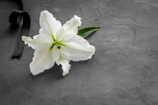 istock Funeral symbols - white lily flowers with black ribbon 1281084285