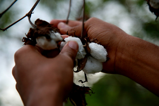 mata de sao joao, bahia / brazil - october 18, 2020: cotton plantation on a farm in the rural area of the city of Mata de Sao Joao.