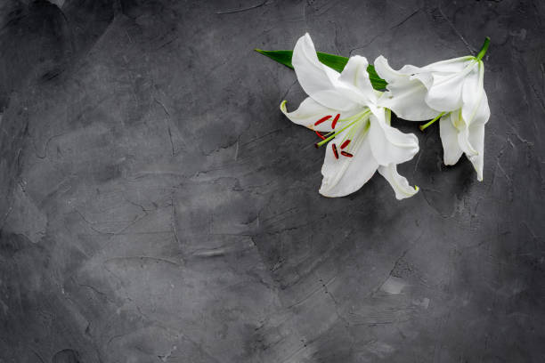 istock Lily funeral flower on dark stone. Condolence card with copy space 1281085191