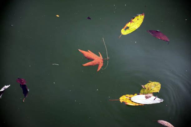 istock Beautiful picture of leafs floting on water 1281085827