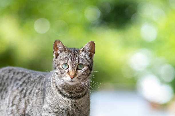istock Cute gray striped cat standing outdoors looking in camera on summer street. 1281086137