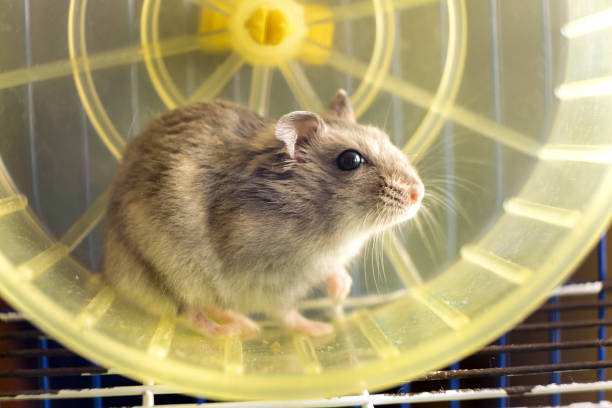 istock Small gray jungar hamster rat in yellow home cage. 1281086142