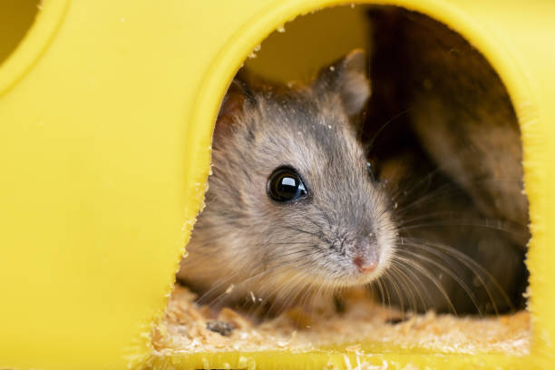 istock Small gray jungar hamster rat in yellow home cage. 1281086328