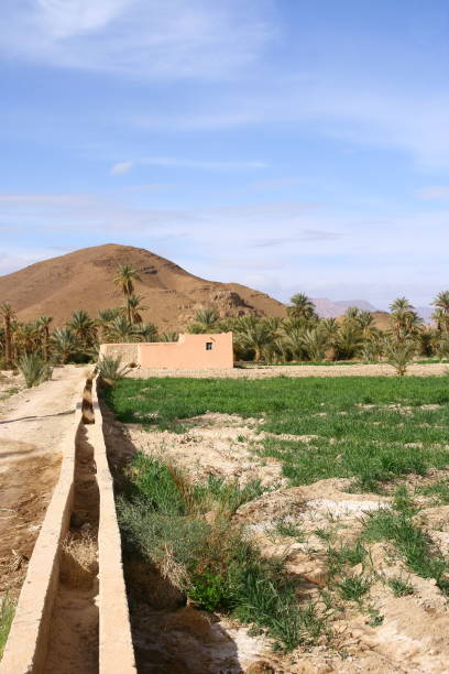 istock Irrigation in the oasis at Tata 1281087507