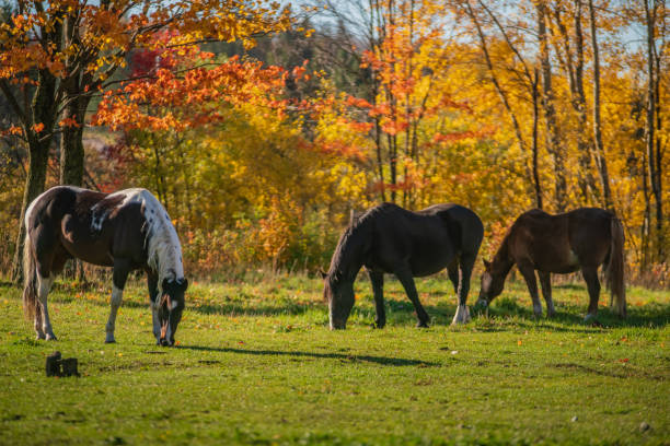 istock Autumn Landscape - Three Horses Grazing in a Field 1281087675