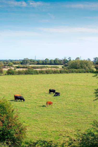 istock Six cows grazing in an English field in summer 1281087783