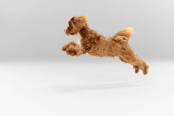 istock Studio shot of Maltipu dog isolated on white studio background 1281088632